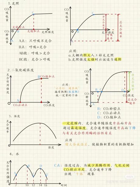 光合作用的意义：生命得以延续