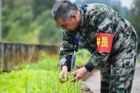 护林员，护林员，守护森林的勇士