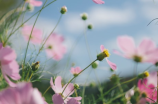 好雨知时节 当春乃发生全诗